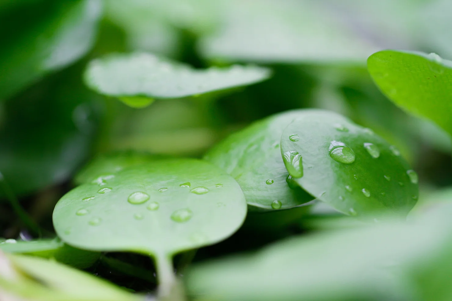 Green Leaves