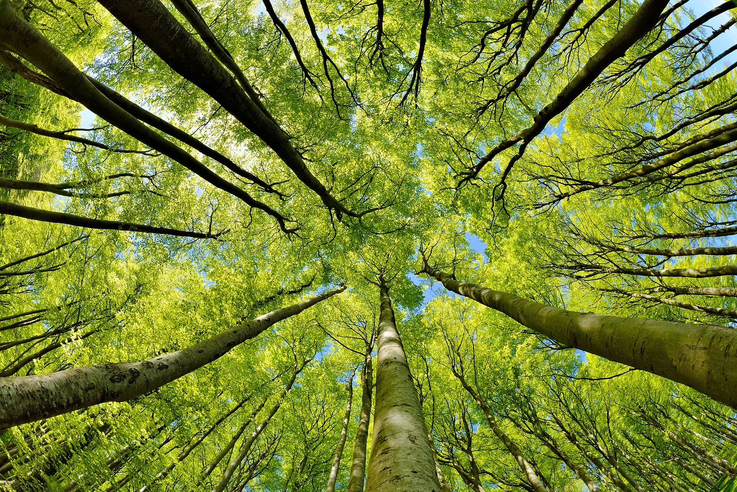 Forest trees