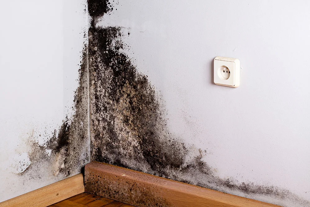 Cover Image for Signs of Mold in Your Home? What to Do?